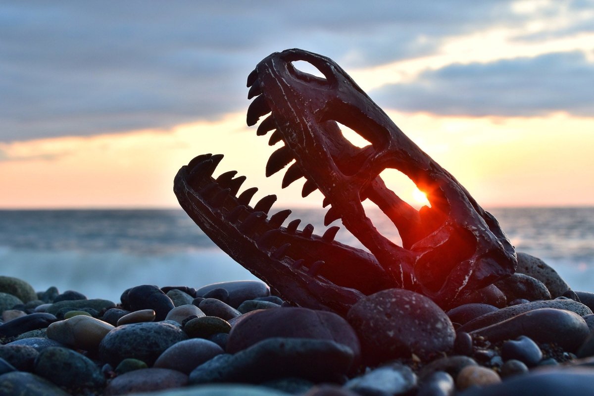 Paleontology Cognitive Surplus