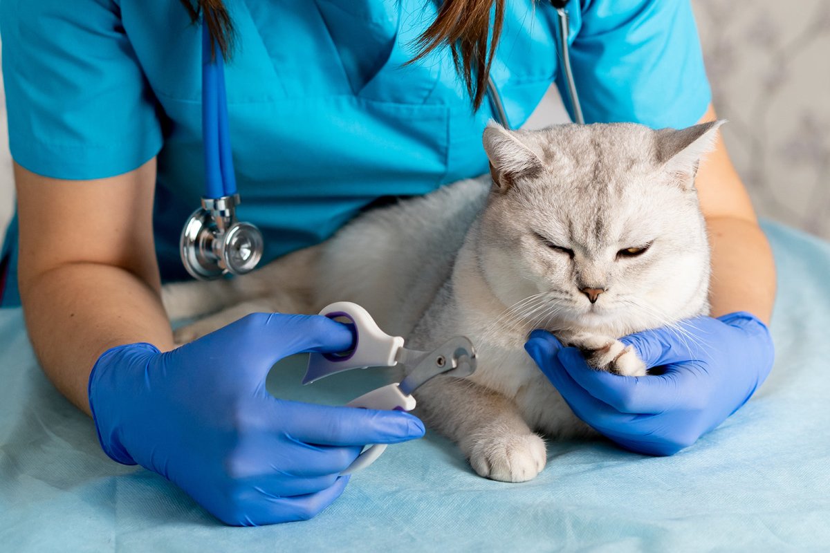 Veterinary Science Cognitive Surplus