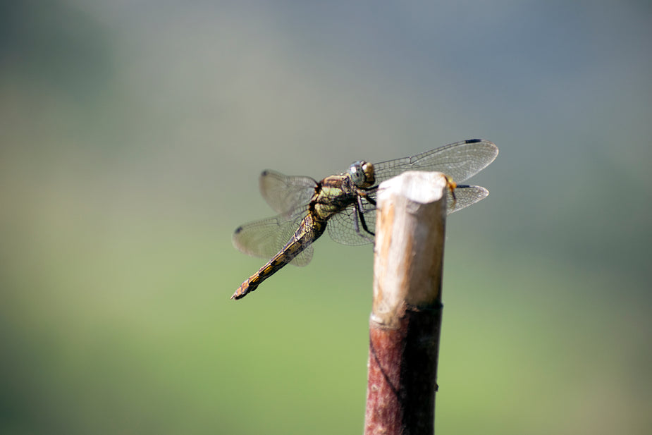 A dragonfly perched on the tip of a brown stick against a blurred green background.