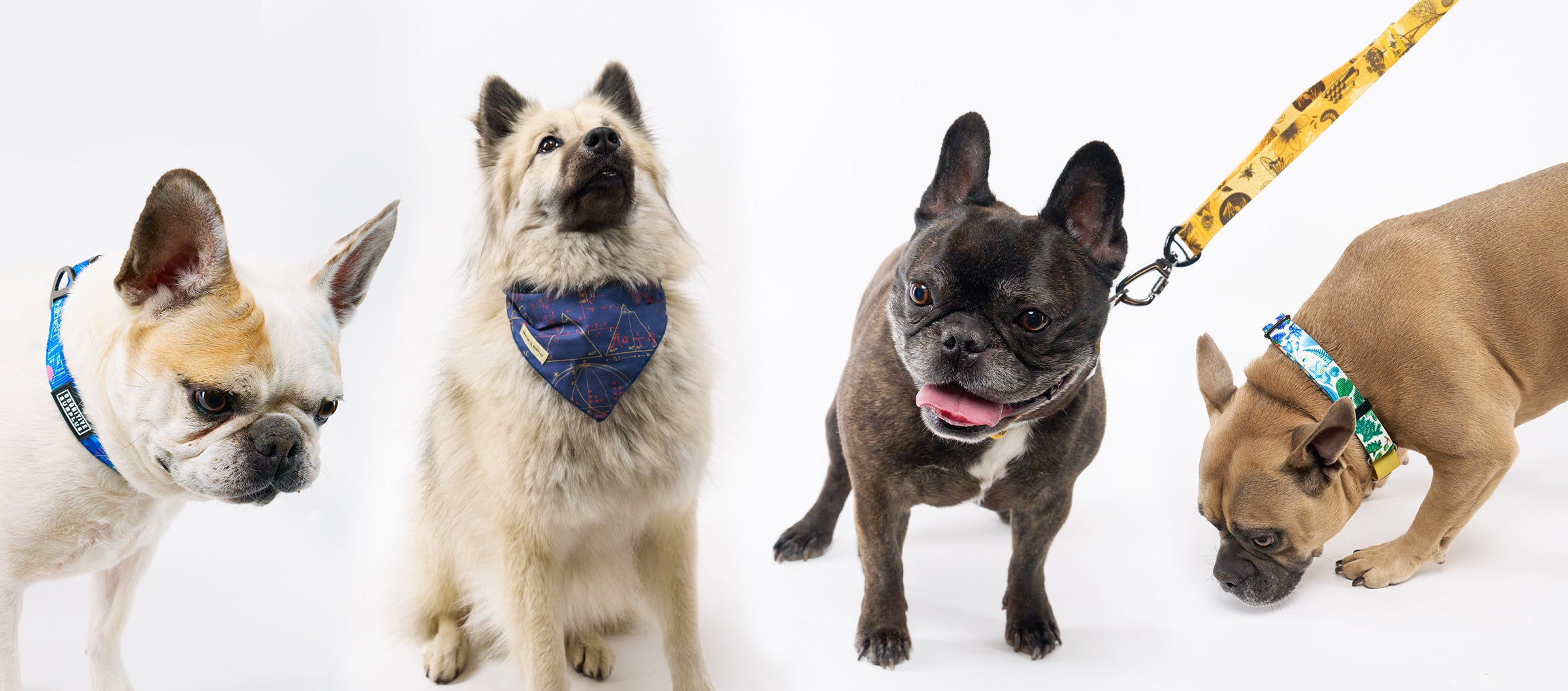 DogBanner-2_1.jpg