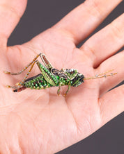 Striped Grasshopper Brooch Pin - Trovelore