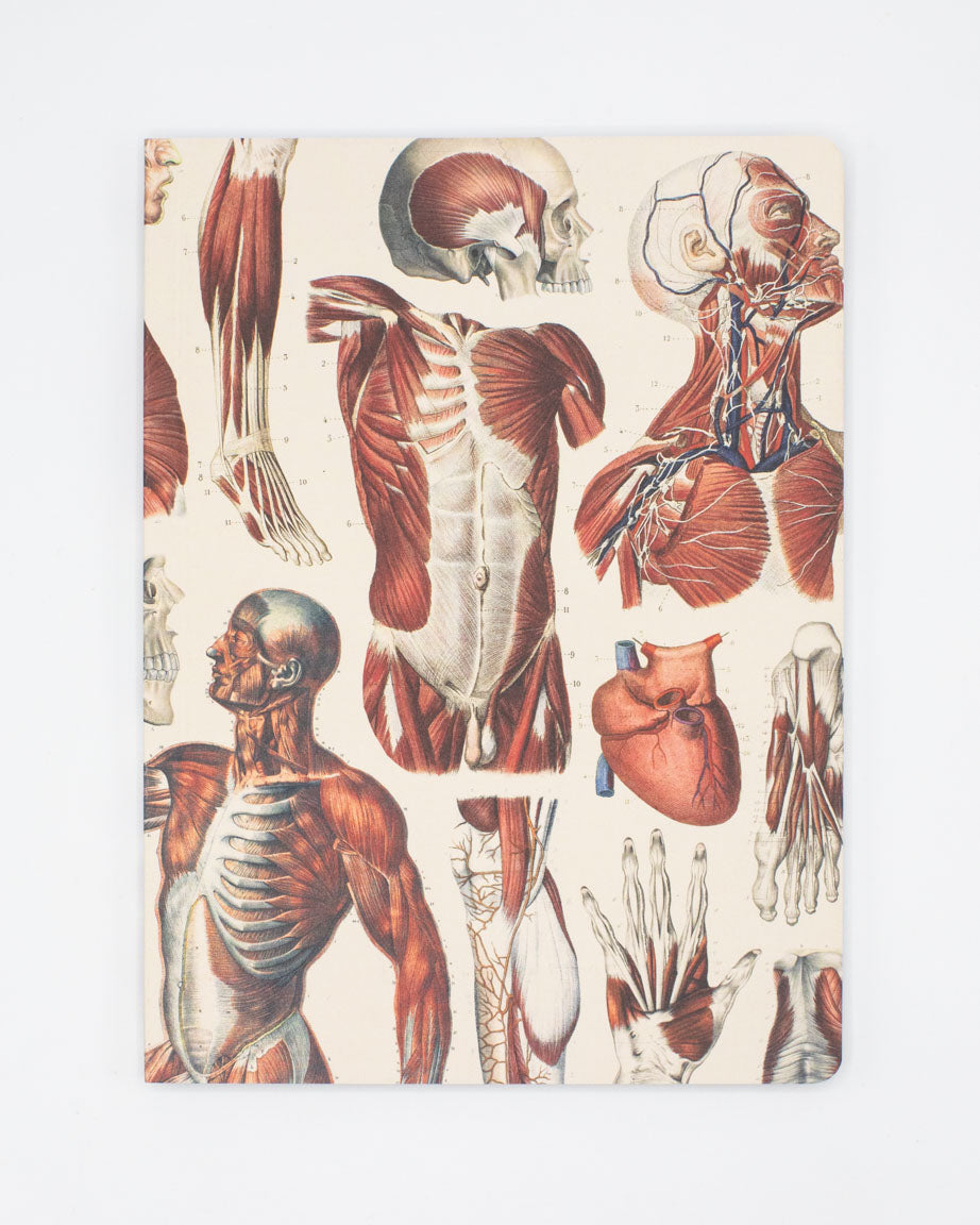 ScMuscles_1.jpg