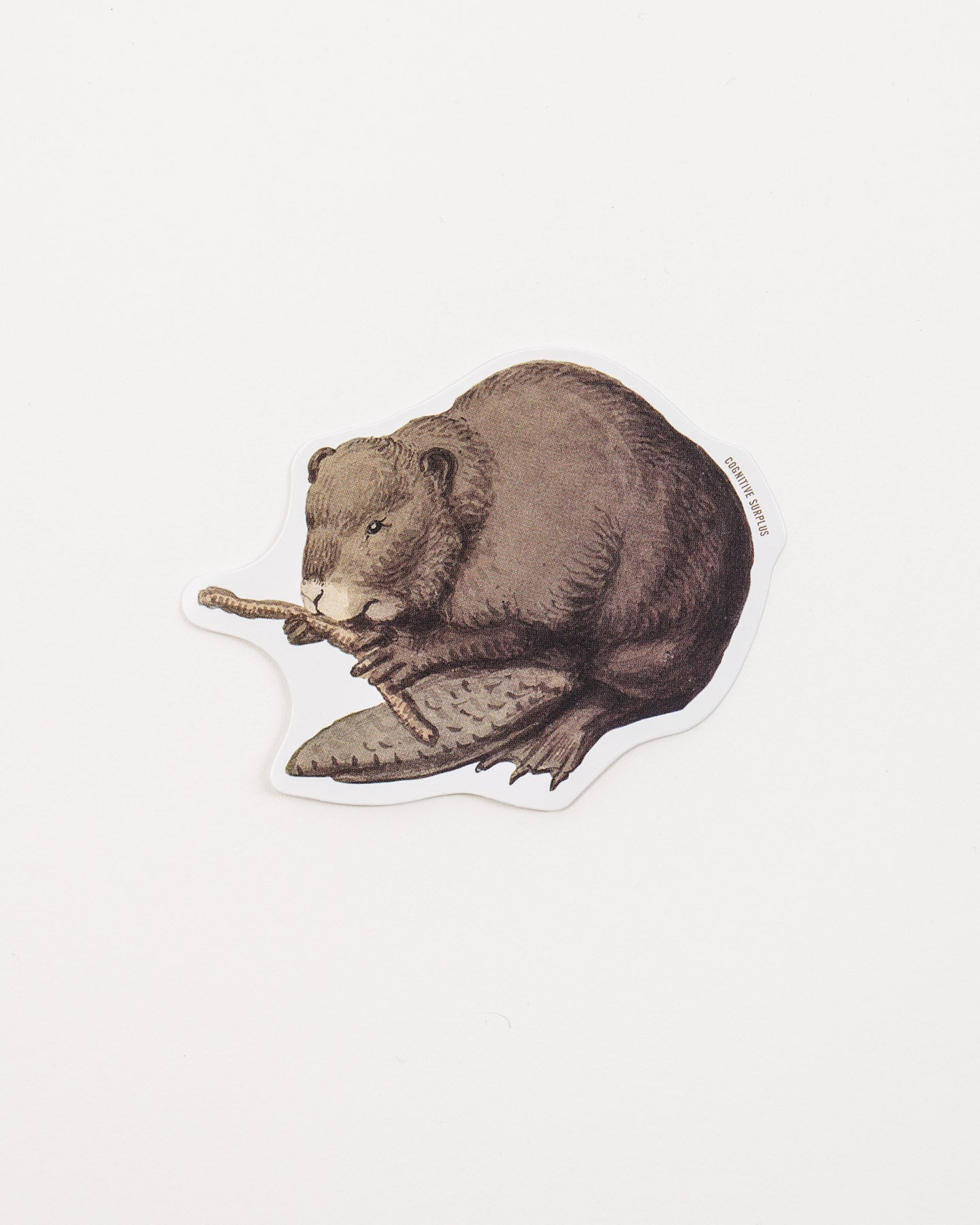 StBeaver_1.jpg
