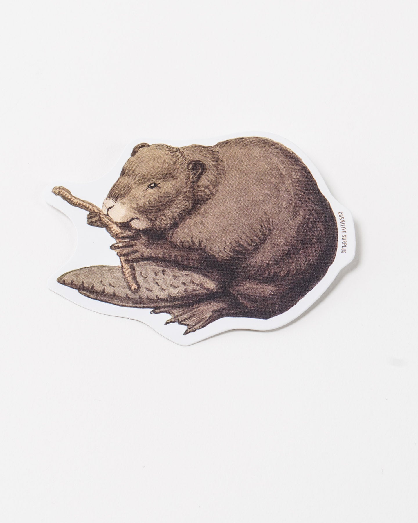 StBeaver_2.jpg