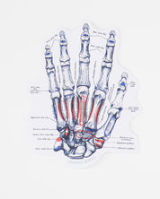 Hand Skeletal Anatomy Sticker