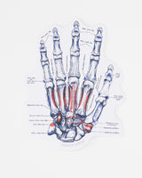 Hand Skeletal Anatomy Sticker