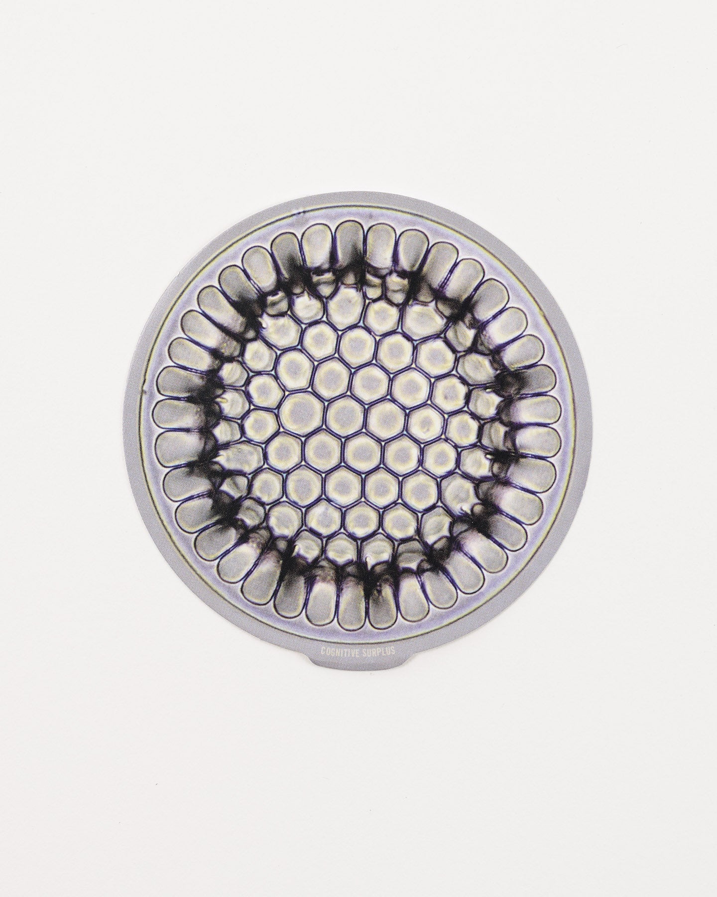 Microfossil Diatom Frustule (Stephanopyxis grunowii)