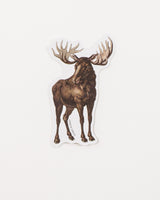 Moose Sticker (Alces alces)