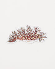 Bushy Backed Nudibranch (Dendronotus frondosus)