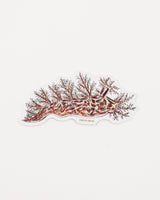 Bushy Backed Nudibranch (Dendronotus frondosus)