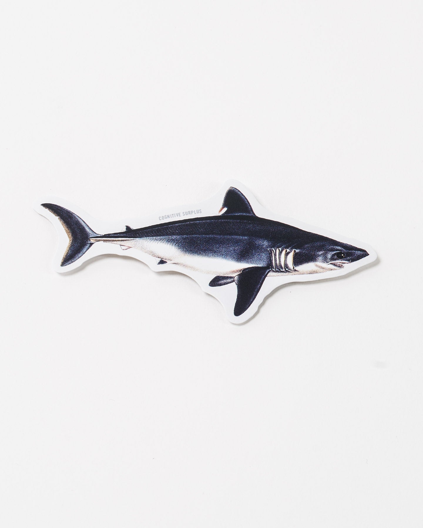 Porbeagle Shark Sticker (Lamna nasus)