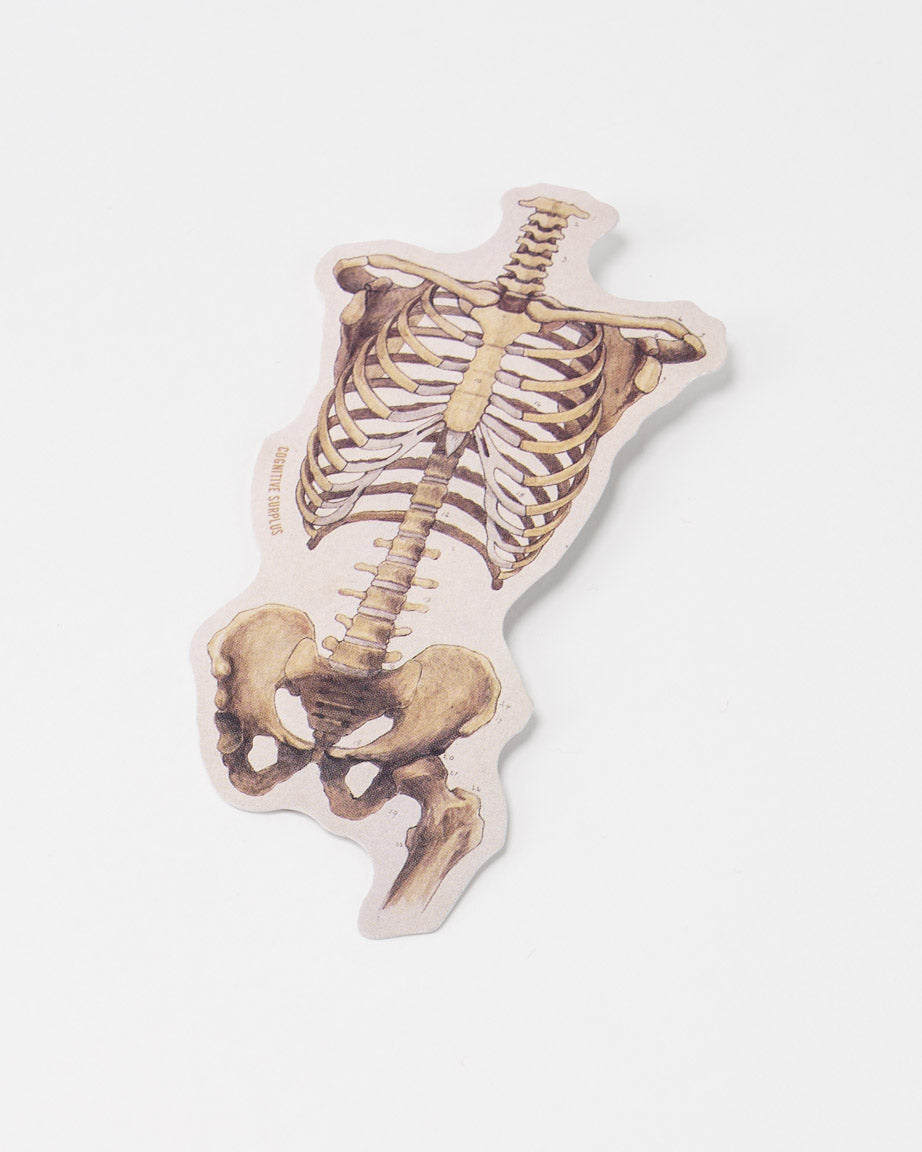 StRibCage_01.jpg