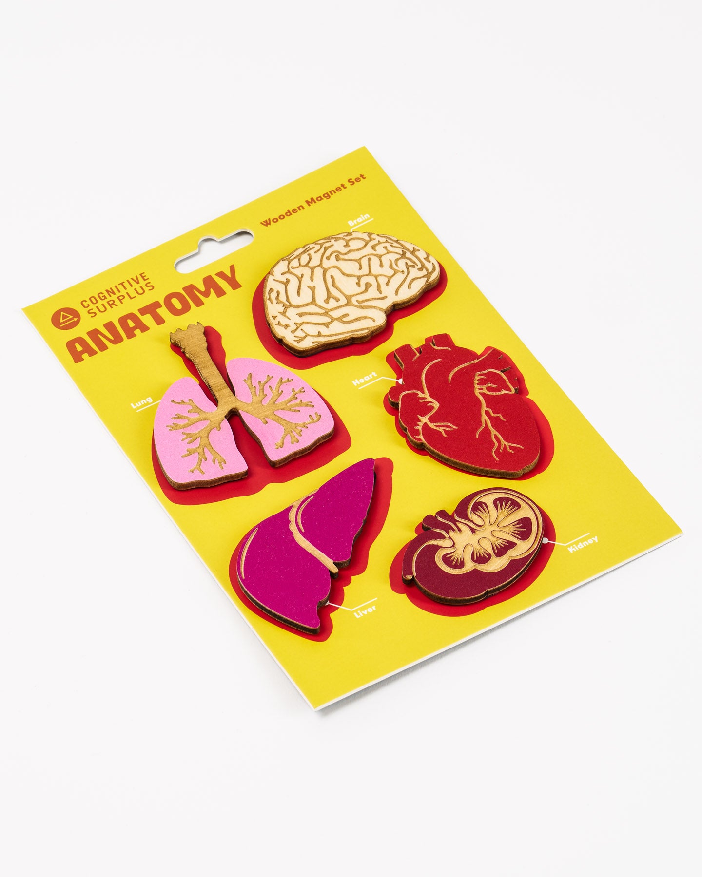 Anatomy Wooden Magnet Set