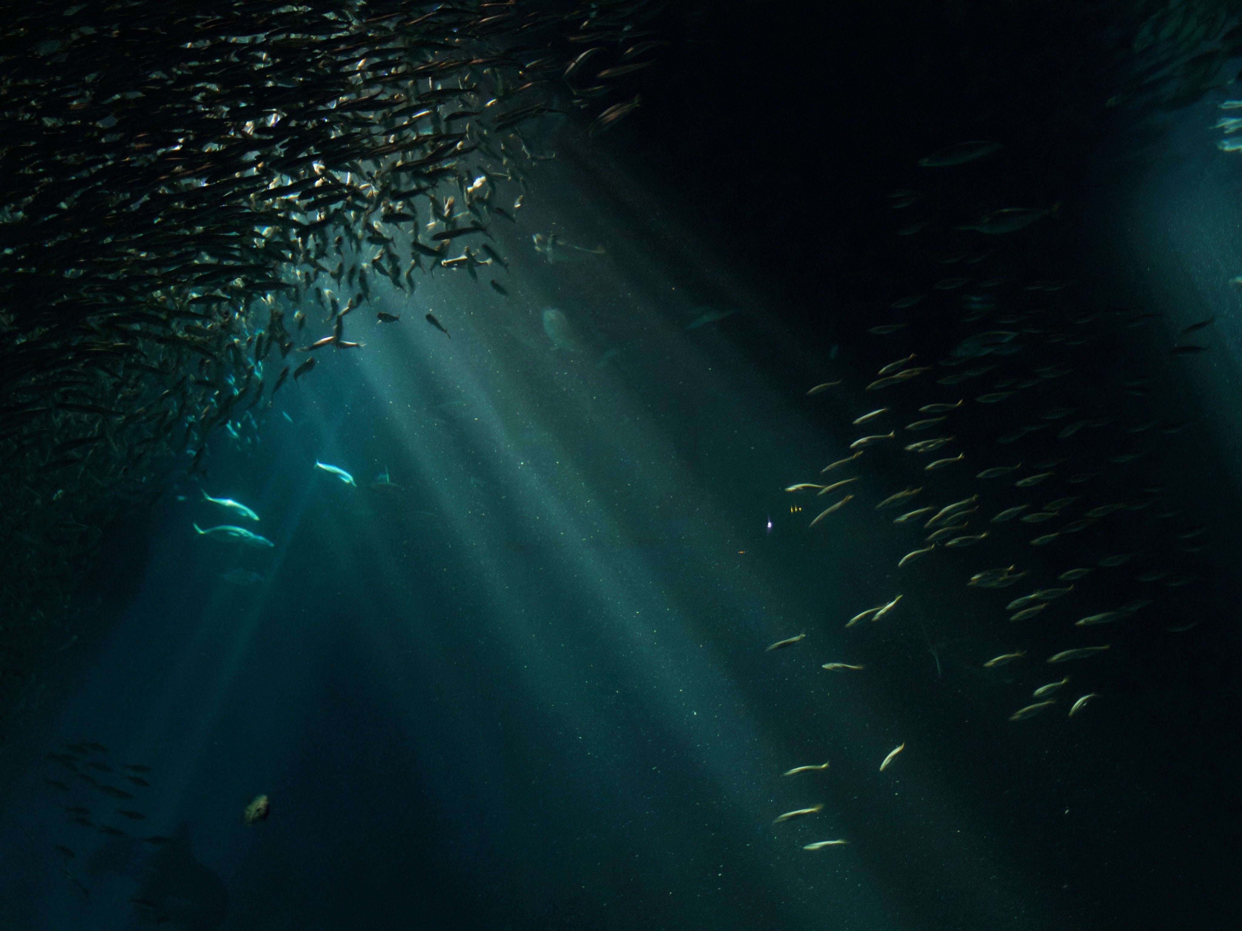 aquarium-in-night-time-2023-11-27-04-52-16-utc.jpg