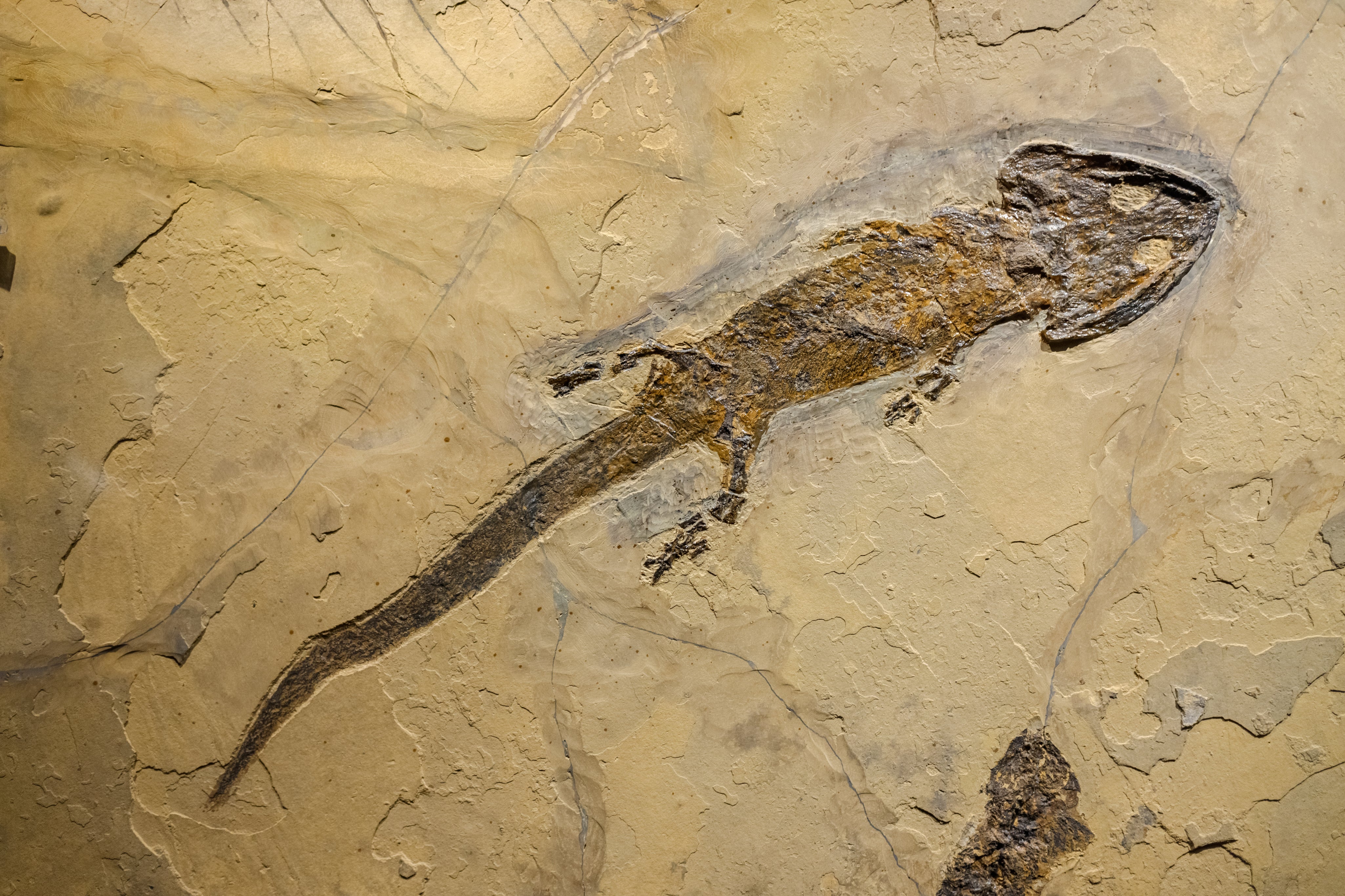 fossil-of-an-amphibian-sclerocephalus-auseris-2026-01-05-06-09-57-utc.jpg