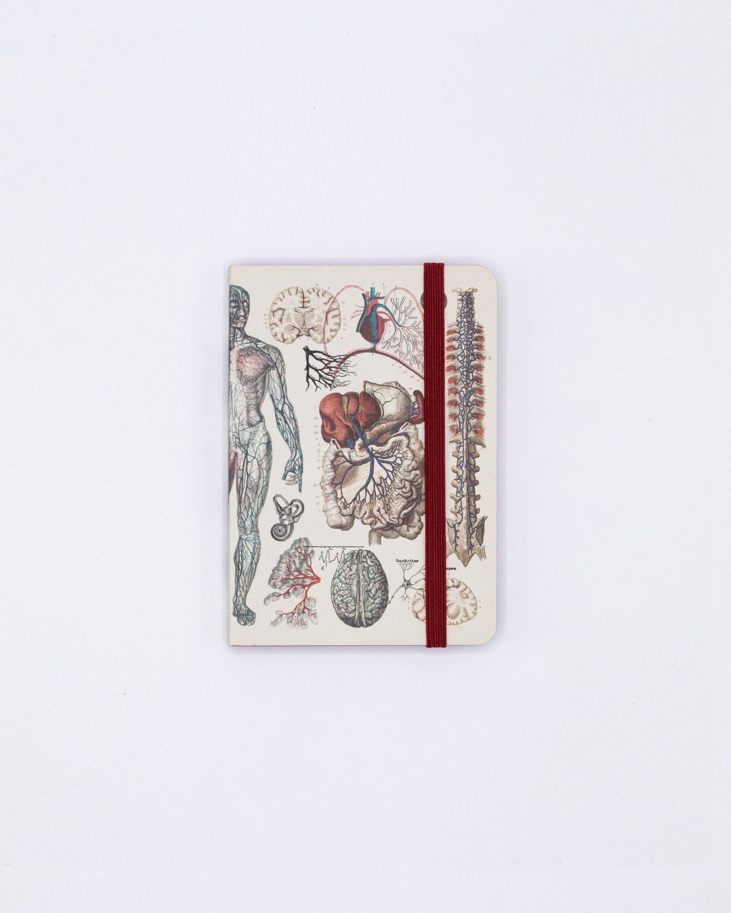 Anatomy & Physiology Observation Softcover Cognitive Surplus