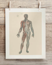 Anatomy Plate 1 Museum Print Cognitive Surplus