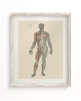 Anatomy Medical Illustration Museum Print
