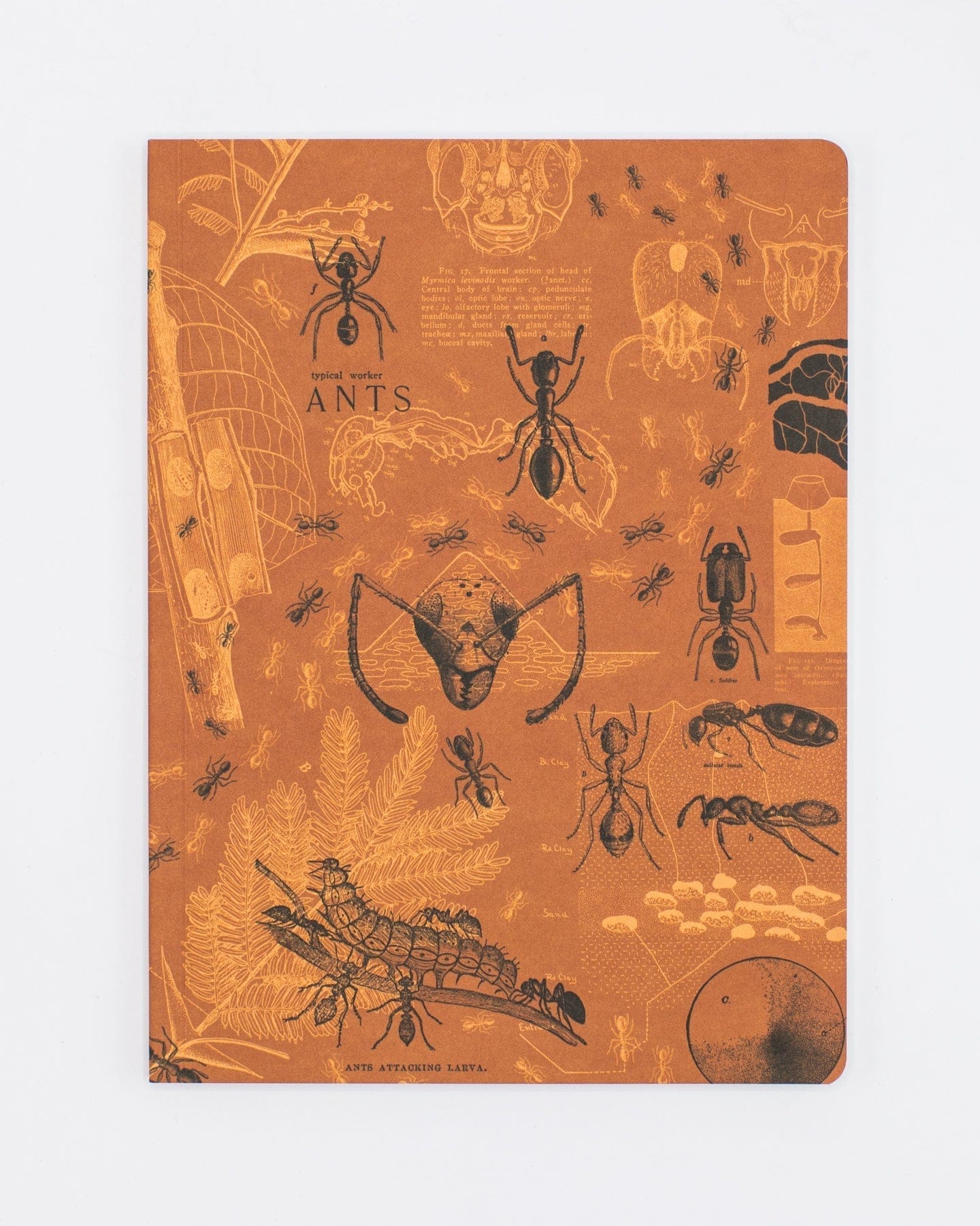 Ants Softcover - Lined Cognitive Surplus