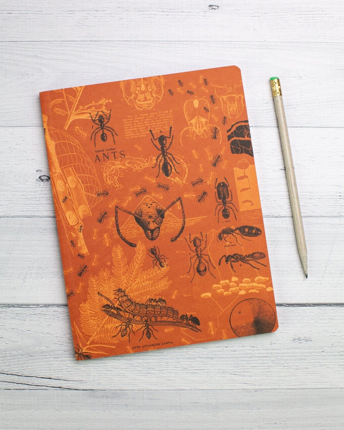 Ants Softcover - Lined Cognitive Surplus