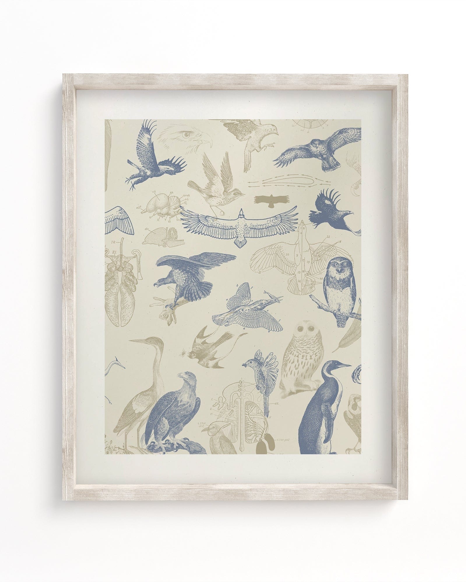 Birds of Prey Museum Print Cognitive Surplus