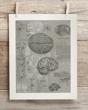 Brain Anatomy Museum Print Cognitive Surplus