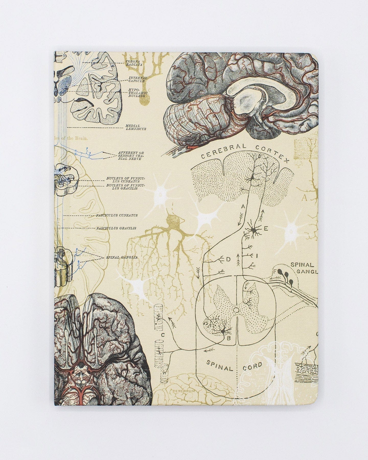 Brain & Neuroscience Hardcover - Lined/Grid Cognitive Surplus
