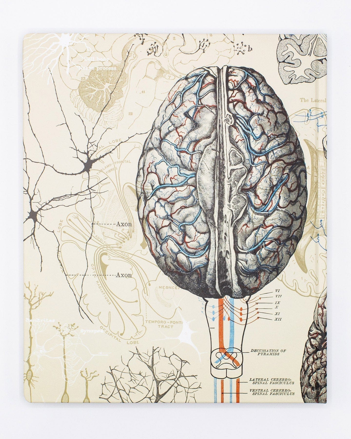 Brain & Neuroscience Lab Notebook Cognitive Surplus