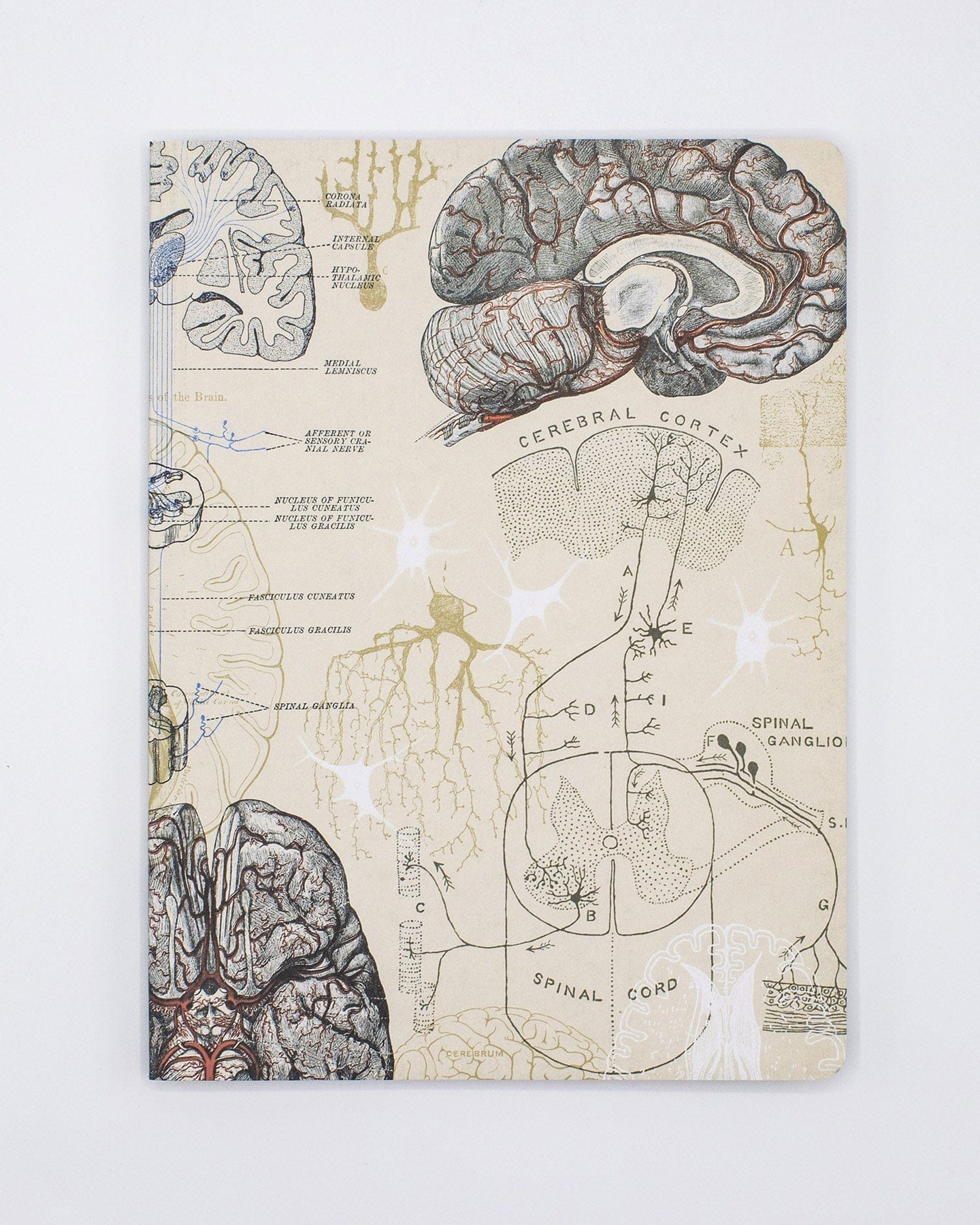 Brain & Neuroscience Softcover - Lined Cognitive Surplus