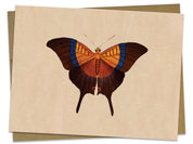 Butterfly Specimen A Illustration Greeting Card Cognitive Surplus