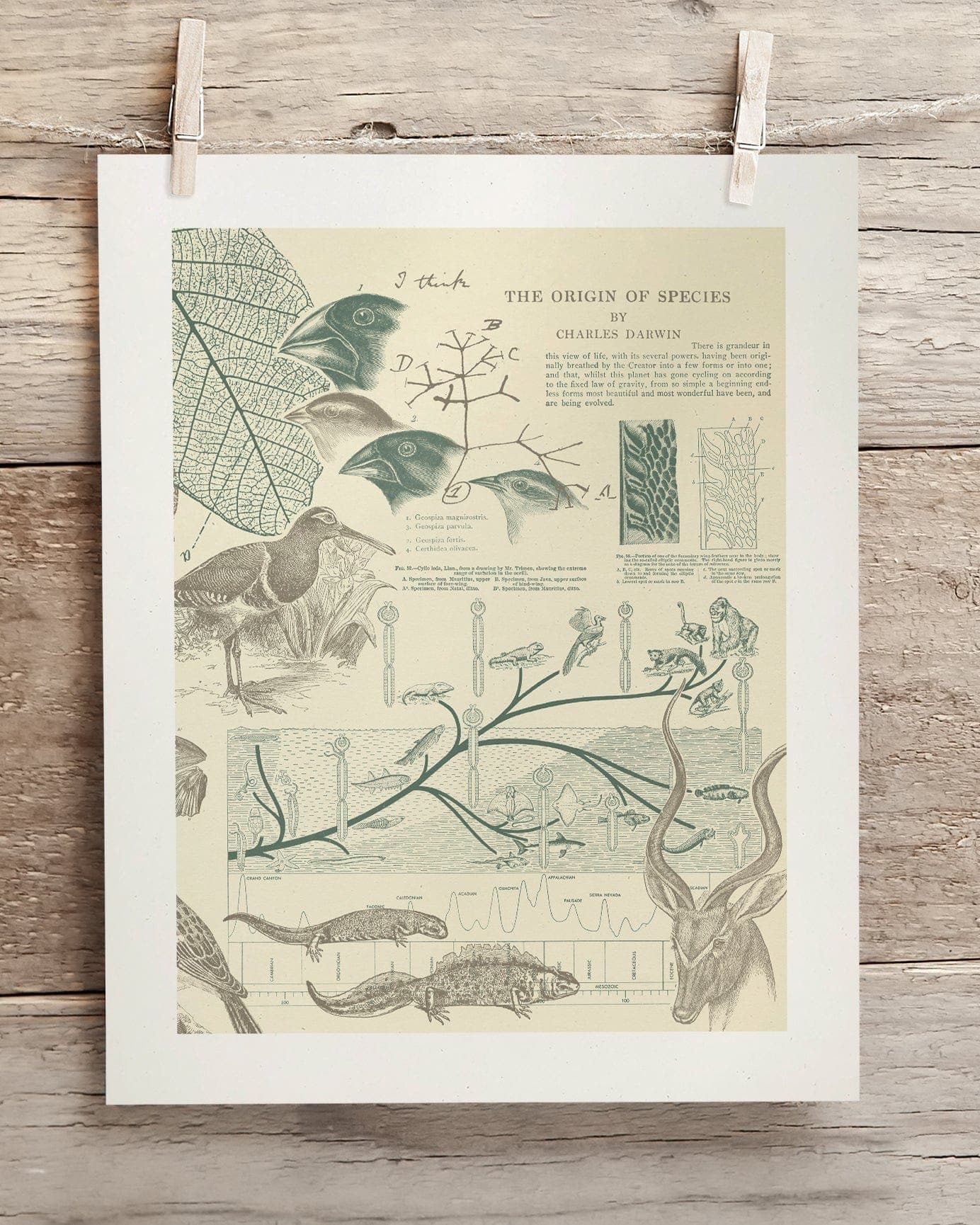 Evolution Museum Print Cognitive Surplus