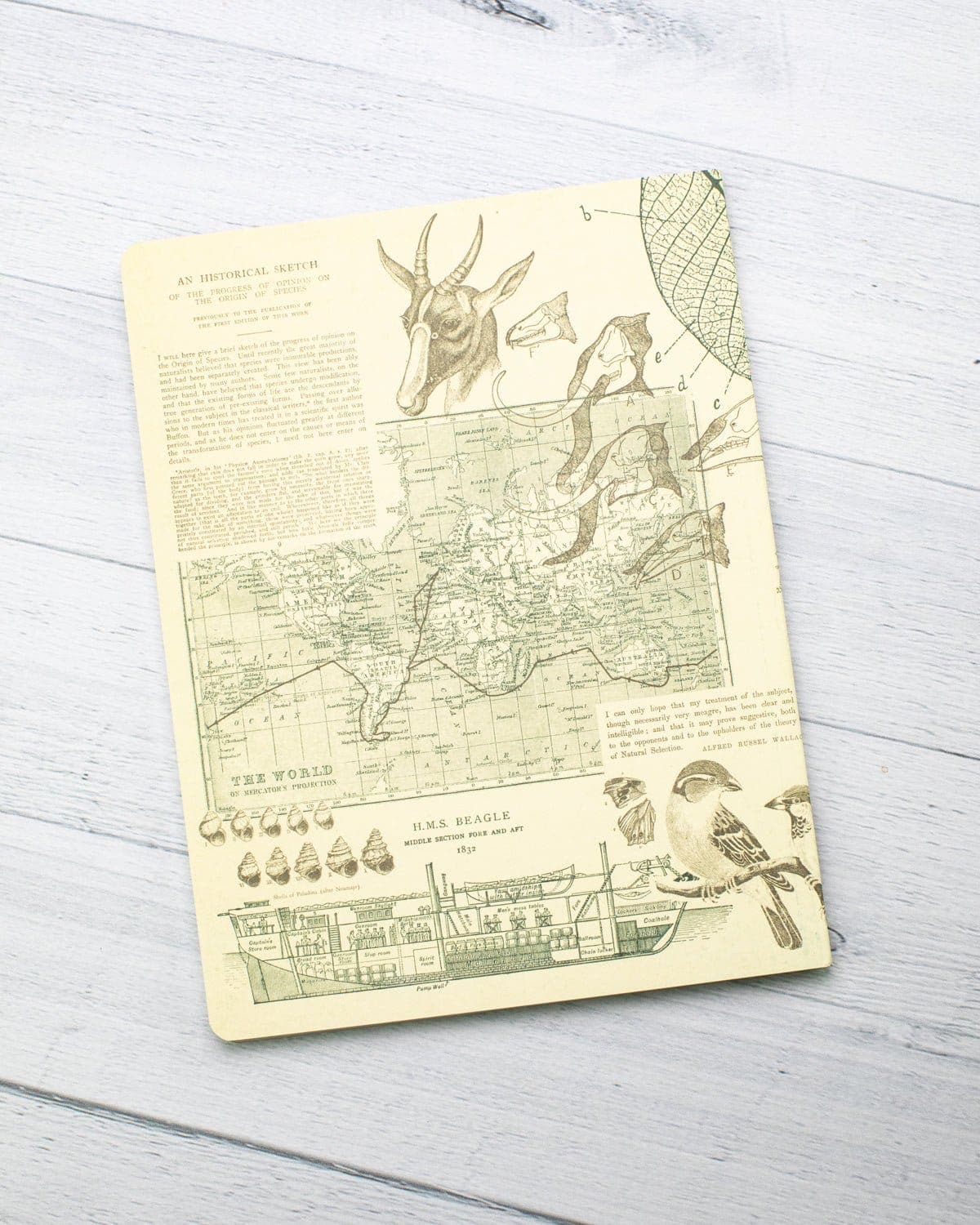 Evolution Softcover - Lined Cognitive Surplus