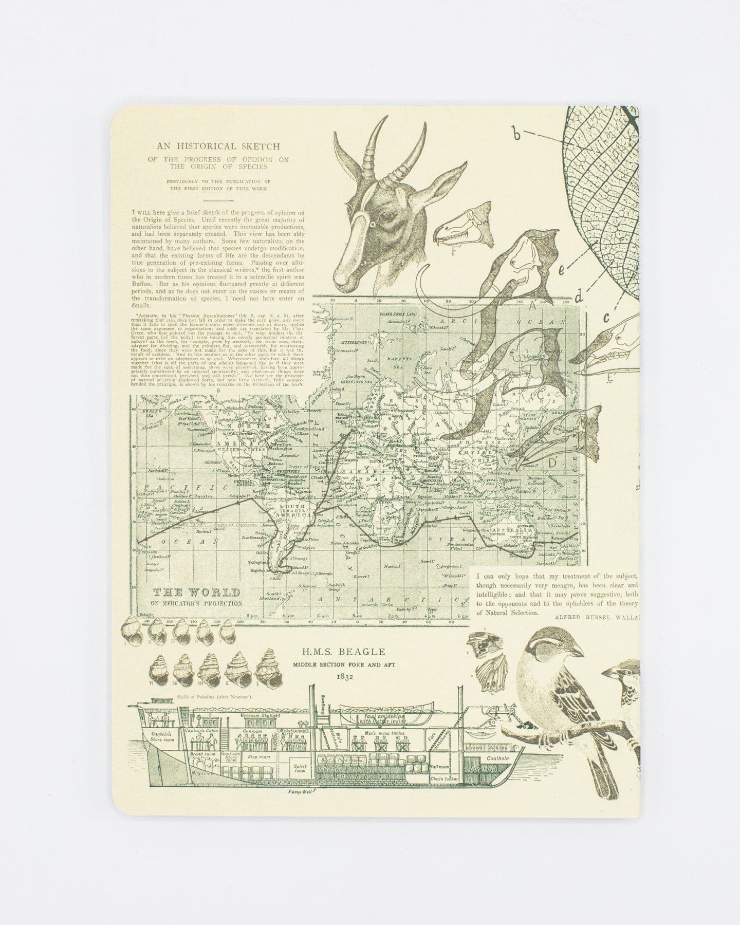 Evolution Softcover - Lined Cognitive Surplus