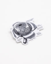 Eye Anatomy Sticker Cognitive Surplus
