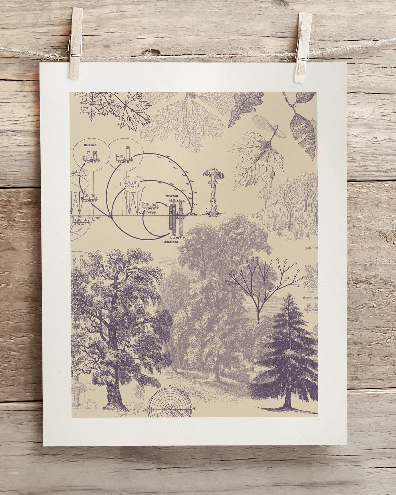 Forest Nutrients Museum Print Cognitive Surplus