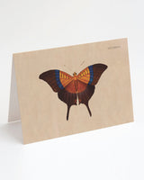 Butterfly Specimen A Greeting Card
