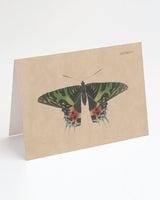 Moth Specimen Greeting Card