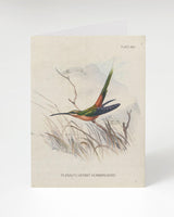 Hummingbird Greeting Card