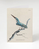 Kingfisher Bird Greeting Card
