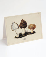 Morel Mushroom Card