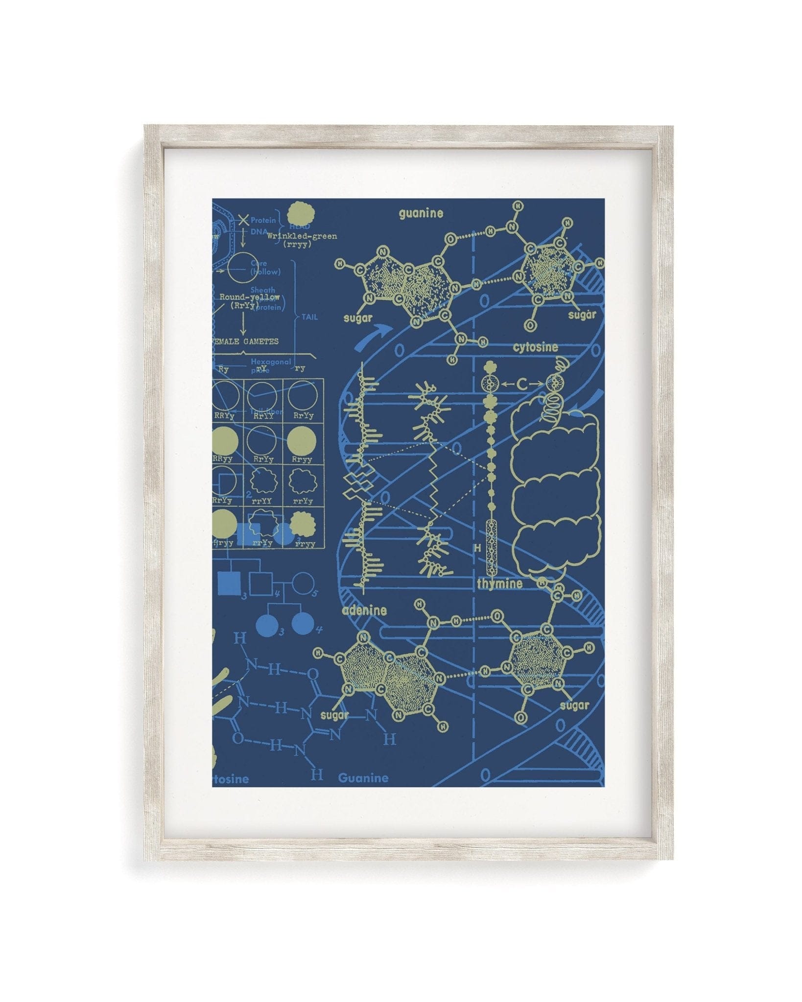 Genetics: DNA Museum Print Cognitive Surplus