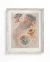Haeckel Jellyfish Scientific Illustration Museum Print