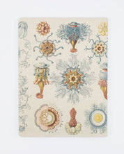 Haeckel Jellyfish Softcover - Dot Grid Cognitive Surplus