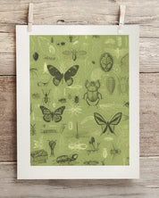 Insect Museum Print Cognitive Surplus