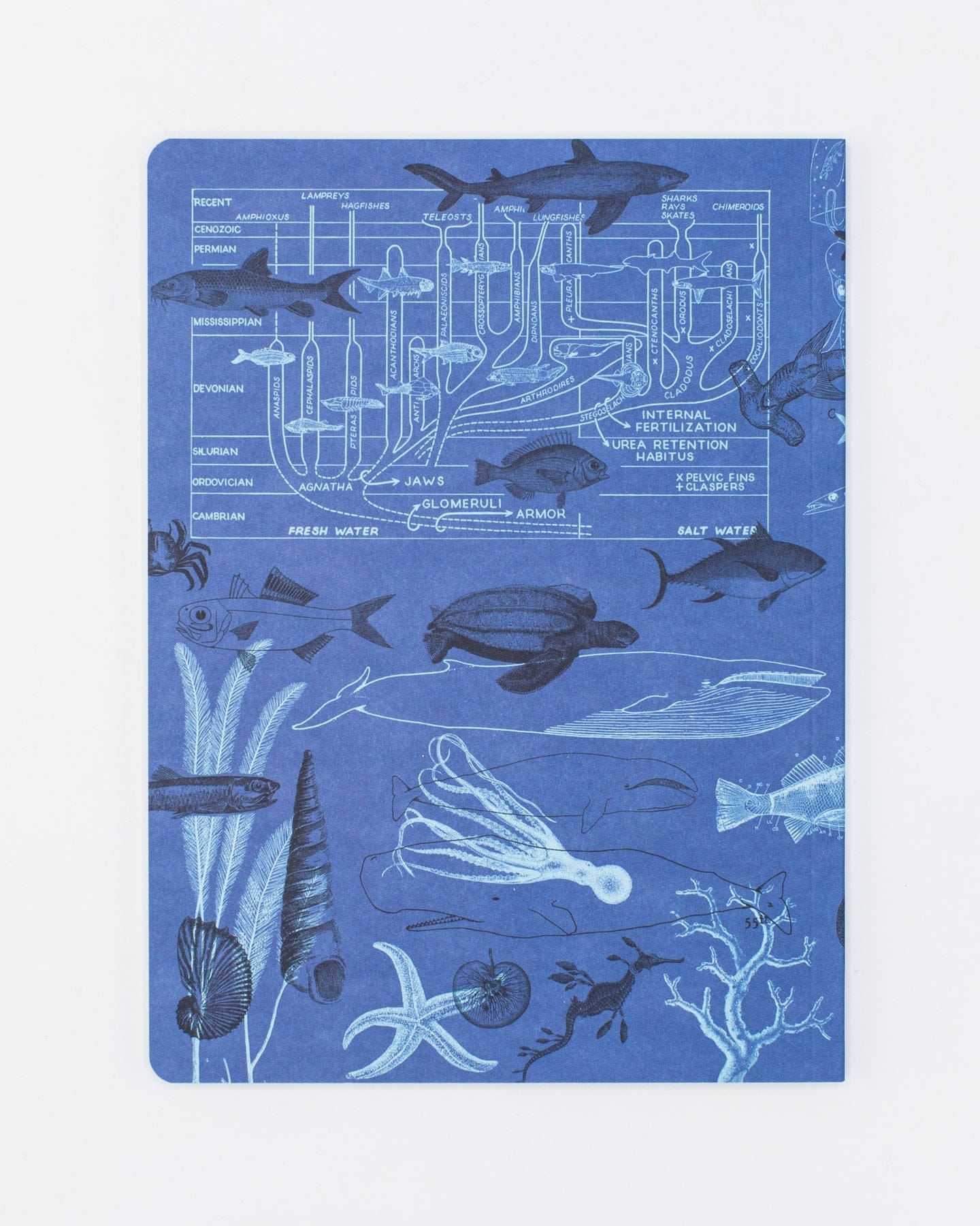 Marine Animals Softcover - Lined Cognitive Surplus