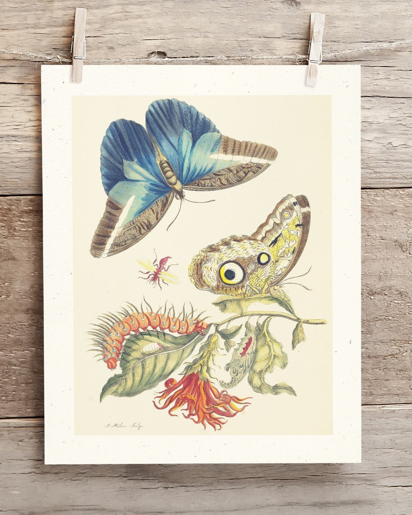 Metamorphosis in Blue by Maria Sibylla Merian Museum Print Cognitive Surplus
