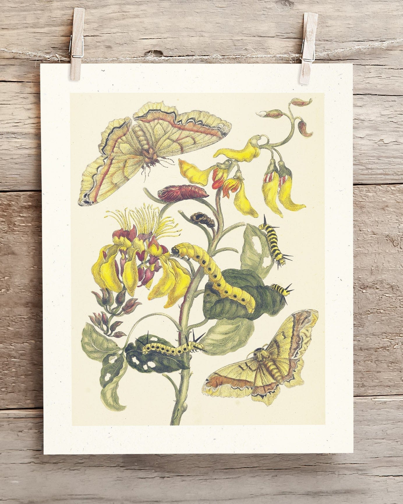 Metamorphosis in Gold by Maria Sibylla Merian Museum Print Cognitive Surplus