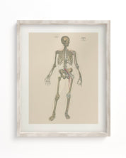 Skeleton Anatomy Museum Print Cognitive Surplus