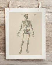 Skeleton Anatomy Museum Print Cognitive Surplus