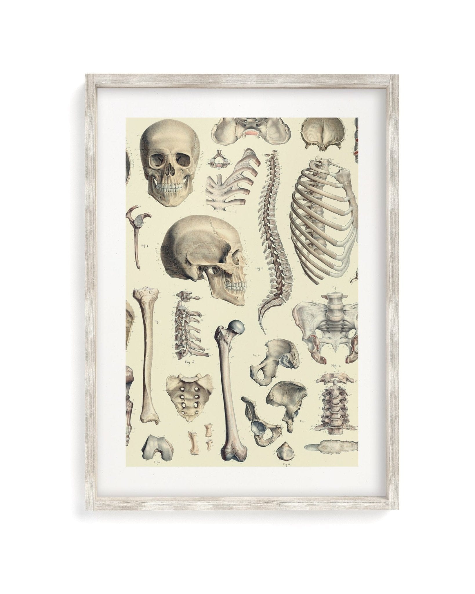 Skeleton Museum Print Cognitive Surplus